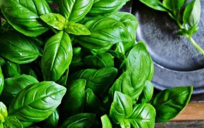 Les aliments riches en fer